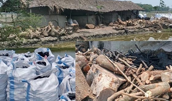 আশাশুনিতে কাঠ পুড়িয়ে কয়লা তৈরি, ঝুঁকিতে জনস্বাস্থ্য