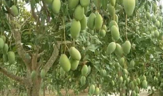 ম্যাঙ্গো ক্যালেন্ডার ঘোষণা, রাজশাহীতে ১৫ মে থেকে আম পাড়া শুরু