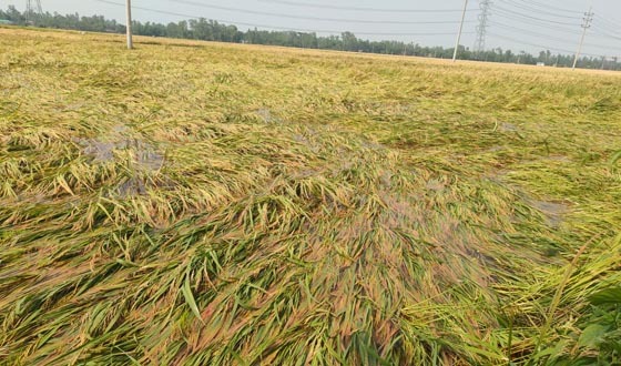সরকারি ধান সংগ্রহ কার্যক্রমে অ্যাপের মাধ্যমে আবেদন করতে বিপাকে কৃষক