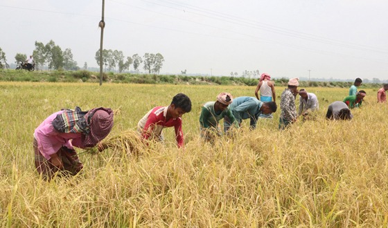 ফুলবাড়ীতে ধান কাটার শুরুতেই লোকসানে কৃষক