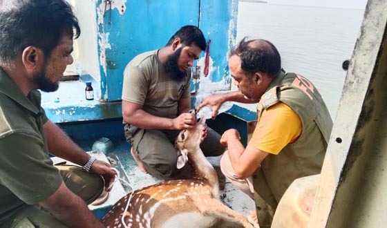 শিকারিদের কবল থেকে ২ হরিণ উদ্ধার, সুন্দরবনে অবমুক্ত
