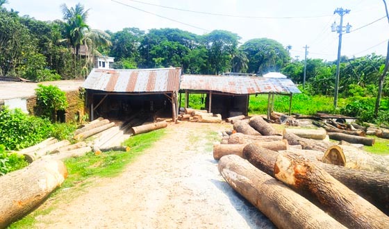 বন বিভাগের নীরবতায় বাবুগঞ্জে অবৈধ করাতকলের বিস্তার