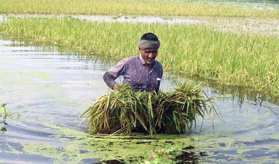 ফুলবাড়ীতে বৃষ্টির পানিতে তলিয়ে গেছে বোরো ক্ষেত