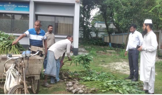 ঘোড়াঘাটে ২২০টি ইউক্যালিপটাস গাছের চারা ধ্বংস