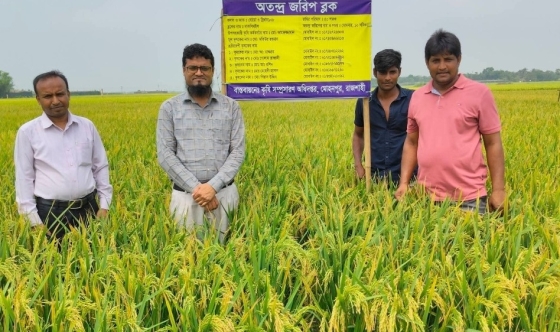 মোহনপুরে মাঠ পর্যায়ে কৃষকদের পরামর্শ দিচ্ছেন কৃষি কর্মকর্তারা