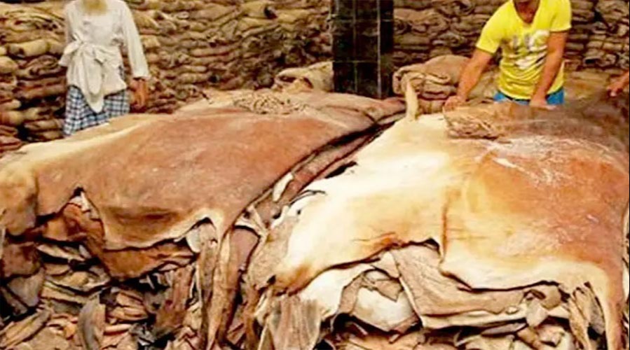 কোরবানির চামড়ার দাম বাড়ালো সরকার, বিনামূল্যে লবণ বিতরণের ঘোষণা