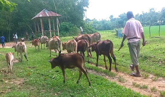 শেরপুরে পাহাড়ি গরুর চাহিদা বেশি