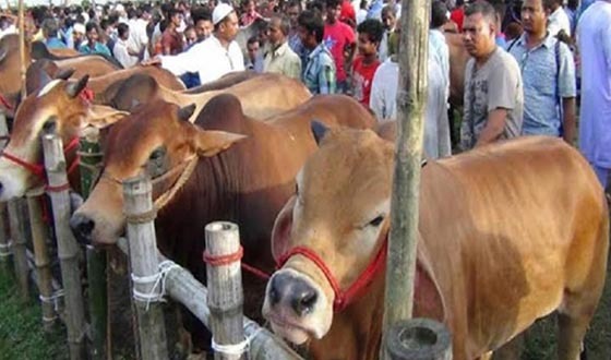 কক্সবাজারে কোরবানির পশু প্রস্তুতিতে ব্যস্ত খামারিরা