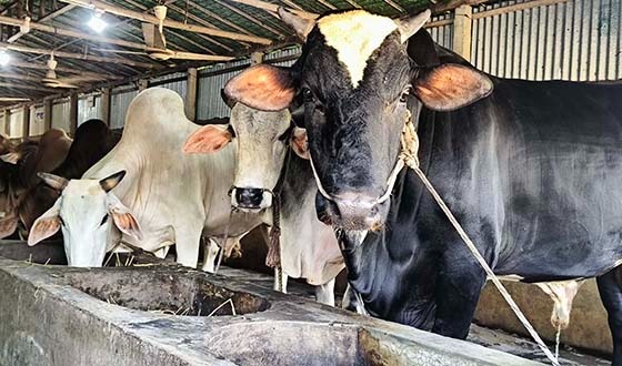 দুর্গাপুরের খামারিদের ব্যস্ততা লাভের প্রত্যাশা করছেন তারা