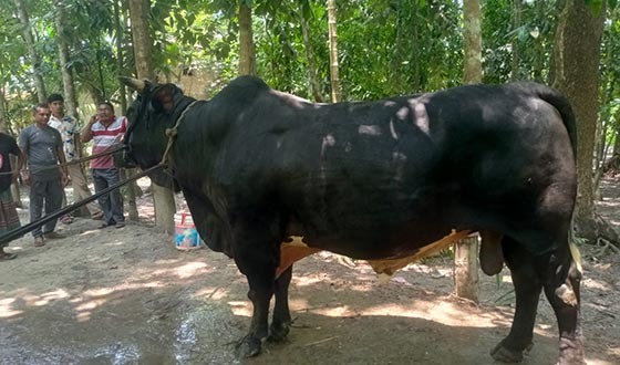 ক্রেতা সংকটে ১৪শ' কেজির ‘বাদশা’