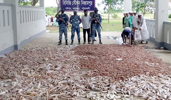 কলাপাড়ায় সাড়ে দশ হাজার কেজি সামুদ্রিক মাছ জব্দ