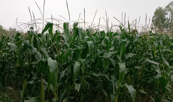পীরগন্জে রবি মৌসূমে ভুট্টা চাষে বাম্পার ফলন