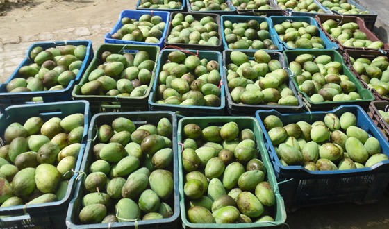 বাঘায় ১৫ মে থেকে আম পাড়া শুরু