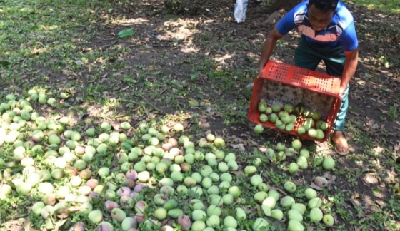 জৈষ্ঠ্যের প্রথম দিনে রাজশাহীতে  আম পাড়া শুরু
