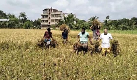 কালীগঞ্জে কৃষকের জমির ধান কেটে দিলেন কৃষকদল