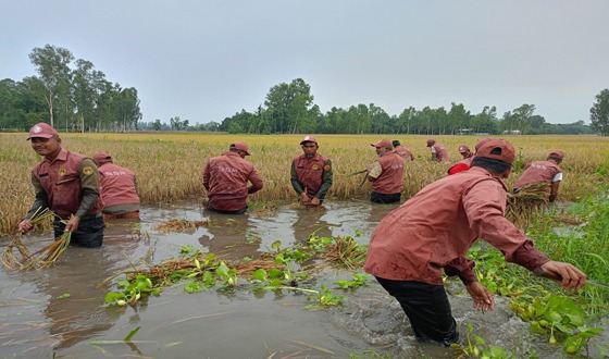 কৃষকের তলিয়ে যাওয়া পাকা ধান কেটে দিলেন আনসার ও ভিডিপির সদস্যরা