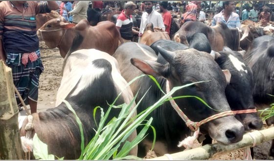কোরবানির পশুর চাহিদা ৬৫০০, প্রস্তুত দ্বিগুণেরও বেশি পশু