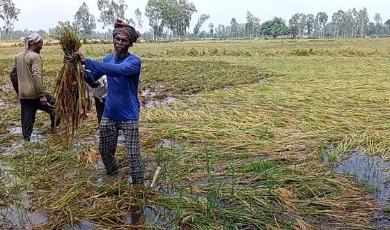 জলাবদ্ধতায় ৩ হাজার বিঘা জমির ধান তলিয়ে বিপাকে কৃষক