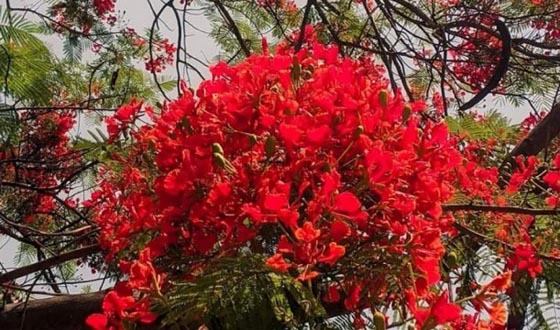 কালীগঞ্জে গাছে গাছে শোভা পাচ্ছে কৃষ্ণচূড়া ফুল