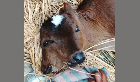 শেখপাড়া এলাকায় বিরল আকৃতির গরুর বাছুরে জন্ম