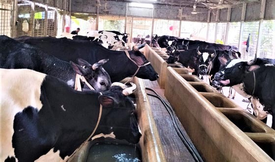 হাইওয়ে ও পশুর হাটে চাঁদাবাজি বন্ধের দাবি