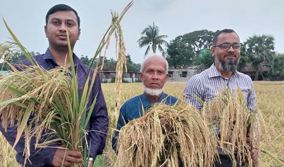 বাছাই পদ্ধতির মাধ্যমে নতুন ধান উদ্ভাবন করলেন নুর মোহাম্মদ