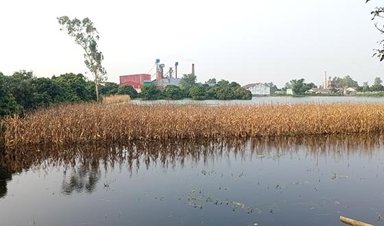 বিরলে কৃষকের শতবিঘা জমির ধান ও ভুট্টার ব্যাপক ক্ষয়ক্ষতি