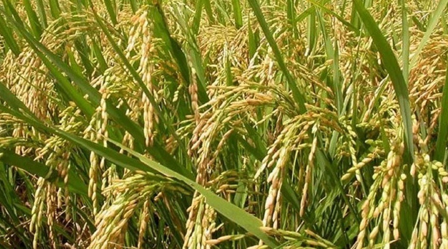 বোরো ধানের বাজার দরে হতাশ হাওরাঞ্চলের কৃষক