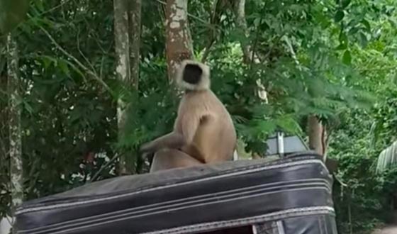 নাজিরপুরে ঘুরে বেড়াচ্ছে দলছুট মুখপোড়া হনুমান