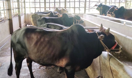 চাহিদার চেয়ে বেশি কোরবানীর পশু চাটমোহরে
