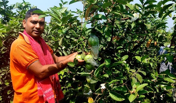 চকচকে সবুজ মিষ্টি পেয়ারা বদলে দিয়েছে আর্থিক চেহারা