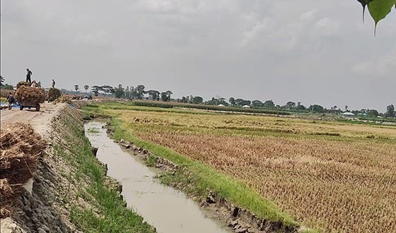 এলজিইডির সড়ক নির্মাণে ফসলি জমি খনন, দুর্ভোগে ২ শতাধিক কৃষক