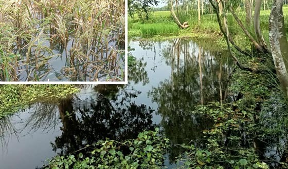 নোকাই নদী খননের অভাবে জলাবদ্ধতা, নষ্ট হচ্ছে ফসলি জমির ধান