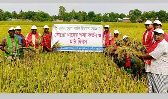 বীরগঞ্জের ঢেপা নদী সেচ প্রকল্প শস্যকর্তন ও মাঠ দিবস