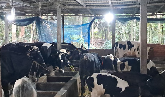 চাঁদপুরে কোরবানির জন্য প্রস্তুত ৬৬ হাজার পশু