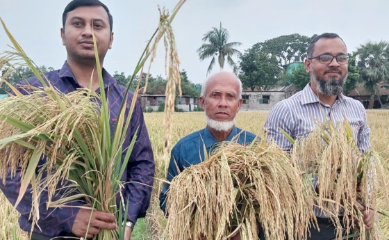 তানোরে প্রগতিশীল কৃষক নুর মোহাম্মদের নতুন ধান উদ্ভাবন, আশানুরুপ ফলন
