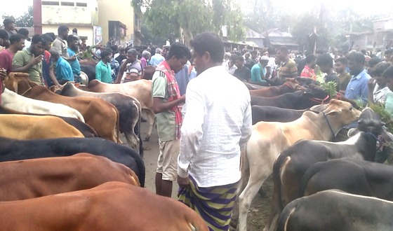 বাজিতপুর ও নিকলীতে গরুর বাজার জমজমাট: ক্রেতা ও বিক্রেতাদের মধ্যে অসন্তোষ
