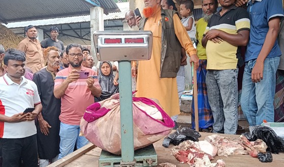 কুড়িগ্রামে ভ্রাম্যমান আদালতে ১ মন পঁচা মহিষের মাংস জব্দ
