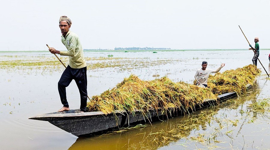 বন্যার শঙ্কায় দিশেহারা হাওরাঞ্চলের কৃষকরা