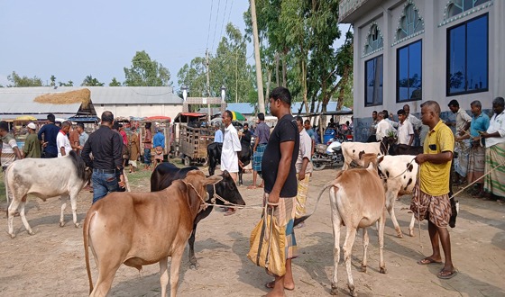 কুড়িগ্রামে হাট ভরা গরু, নেই ক্রেতা, খামারিদের দুশ্চিন্তা
