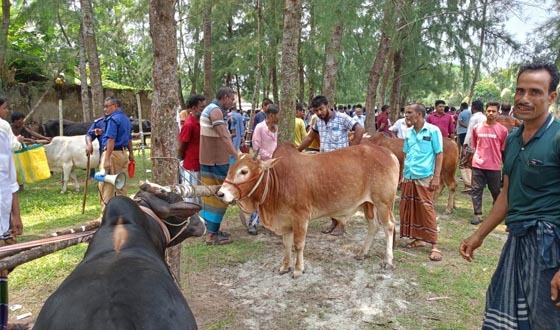 প্রতিমন্ত্রীর উদ্যোগ খাজনা ছাড়া পশুর হাটে জমজমাট বেচাকেনা