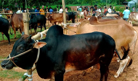 ঘোড়াঘাটে প্রস্তুত দ্বিগুন কোরবানির পশু