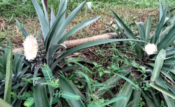 রাতের আঁধারে প্রাণ গেলো আড়াই'শ ফলজ গাছের