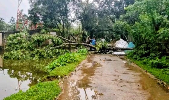 নালিতাবাড়ীতে ঝড়ে গাছচাপা পড়ে বৃদ্ধার মৃত্যু