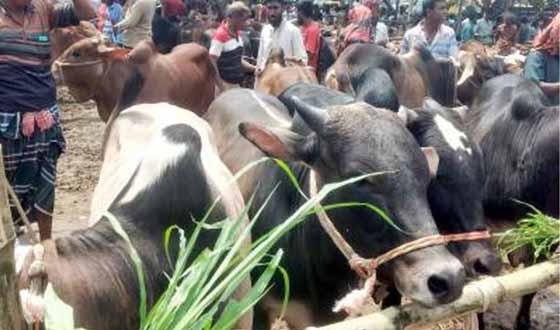 কাহারোলে জমে উঠেছে কোরবানীর পশুর হাট
