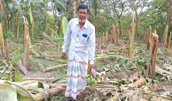 লাখোহাটি গ্রামে ফলন্ত কলাগাছ কেটে সাবাড় করেছে, চিহ্নিত দুর্বৃত্তরা