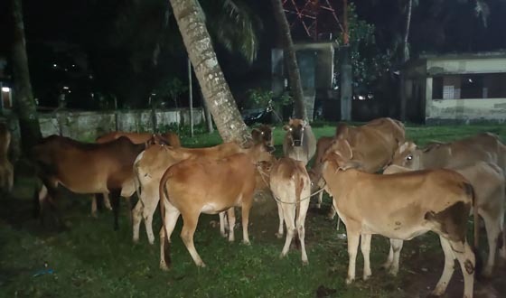 মালিকবিহীন ২৬ গরু পুলিশ হেফাজতে