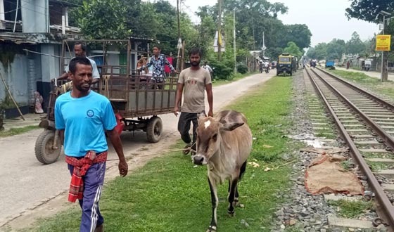 বিরলে ক্রেতা-বিক্রেতাদের সমাগমে জমে উঠেছে পশু হাট