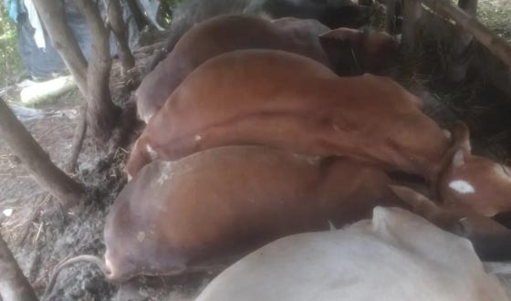 হিজলায় বজ্রপাতে মারা গেল ৫টি গরু