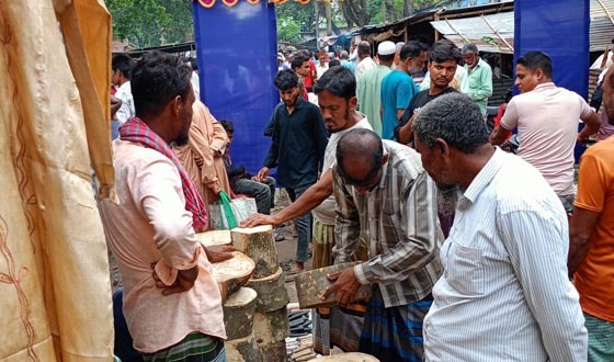 কোরবানির পশুর পাশাপাশি ক্ষেতলালে বেড়েছে খাইট্টার চাহিদা